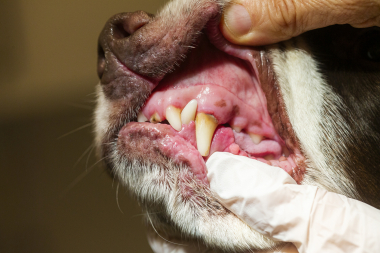 Få borstar hundarnas tänder