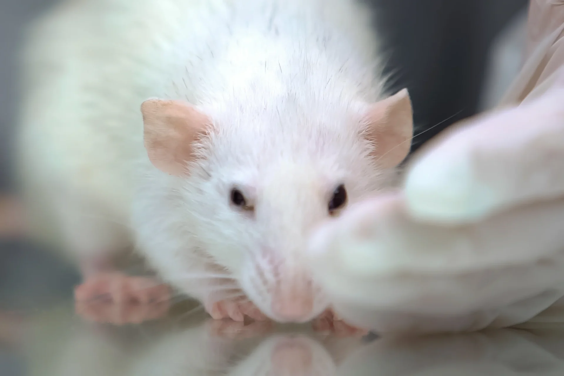 Parodontit kan förändra hjärnans metabolism hos råttor